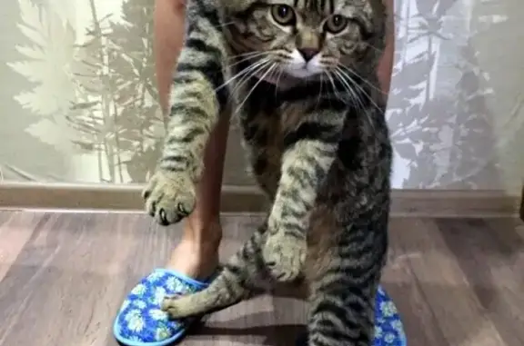 Найден домашний кот на ул. Крупской, 19 в Орехово-Зуево!