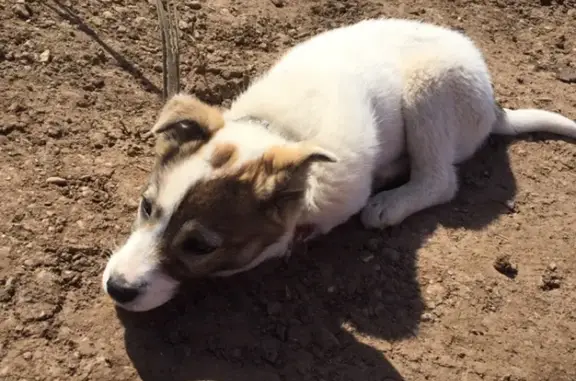 Найден щенок с повреждением лапы на улице Тенистая, Весенний