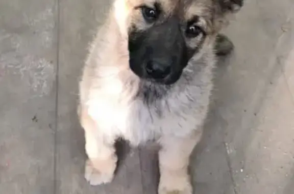 Найден щенок в Купавне, ищем хозяев