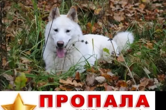 Собаки потеряшки, район Внуково, фото: Потеряшка собака в Толстопальцево, Москва