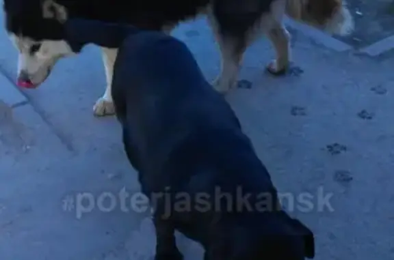 Найдена собака в Ленинском районе, без ошейников