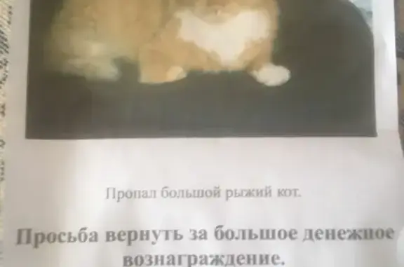 Пропала рыжая кошка в Волгодонске - вознаграждение!