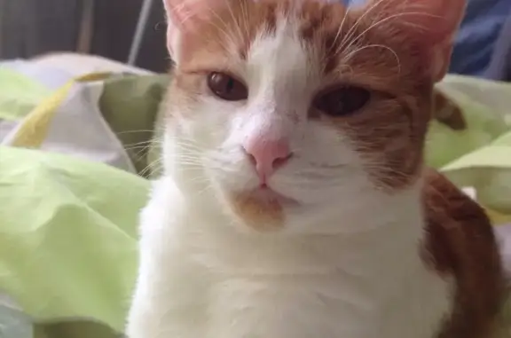 Кошки потеряшки, Москва, фото: Потеряшка кошка Маня на ул. Маршала Соколовского, 12