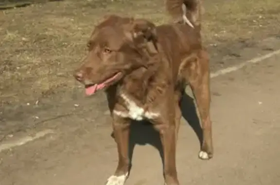 Собака найдена на Поэтическом бульваре, дружелюбна к людям и животным