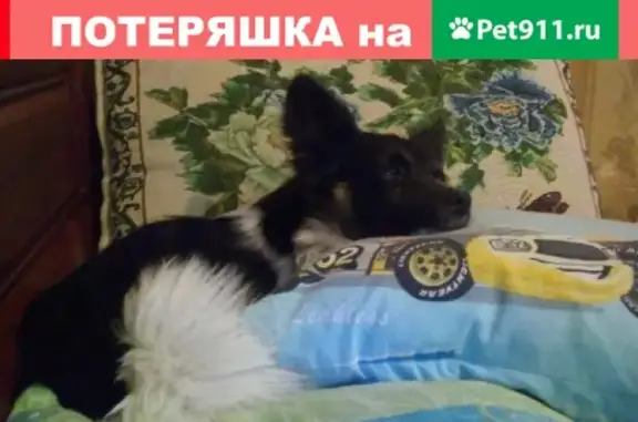 Пропала собака в Софиевке, Симферопольский район