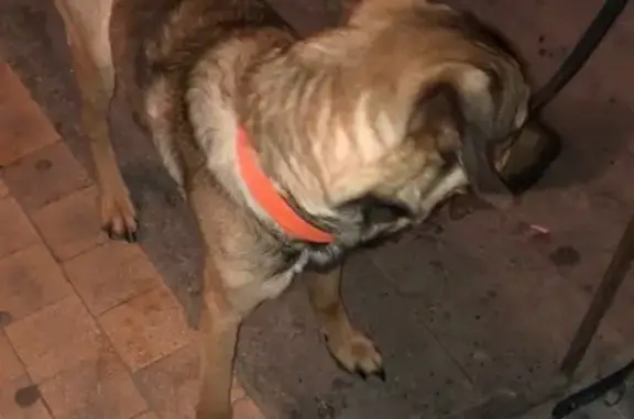 Найдена собака в Мурманске на Халатина