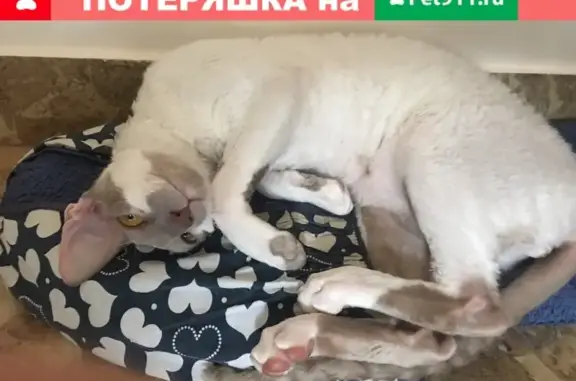 Пропала кошка Корниш рэкс в Ставрополе