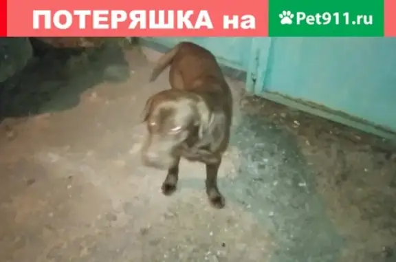 Найден лабрадор в Воронеже #СОБАКА