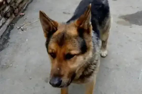 Найдена собака в Орске, ищет хозяина