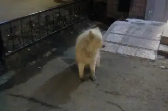 Найдена собака в Казани, ищем хозяина