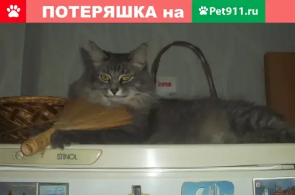Пропала кошка с белым бантиком в Новотроицке