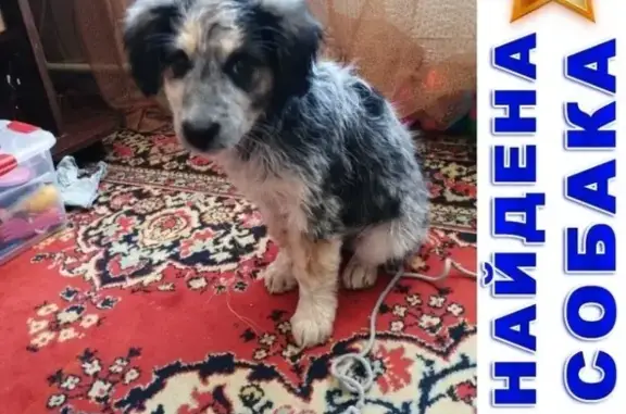 Найдена собака в Кургане: малыш-помесь со спаниэлем.
