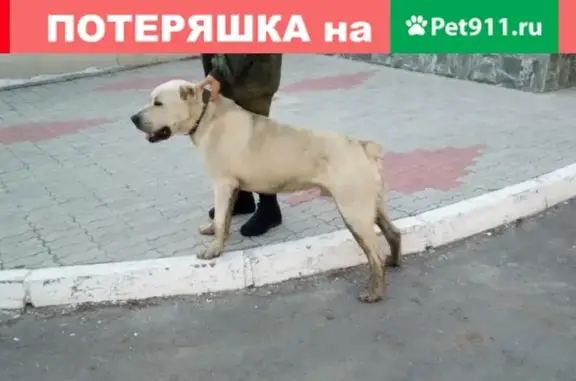 Найдена собака САО/Алабай в Екатеринбурге