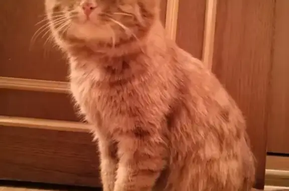 Кошки потеряшки, Новосибирск, фото: Потеряшка рыжий кот на ул. Станиславского