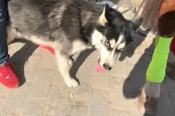 Собака найдена на набережной в Твери, ищем хозяина или передержку!