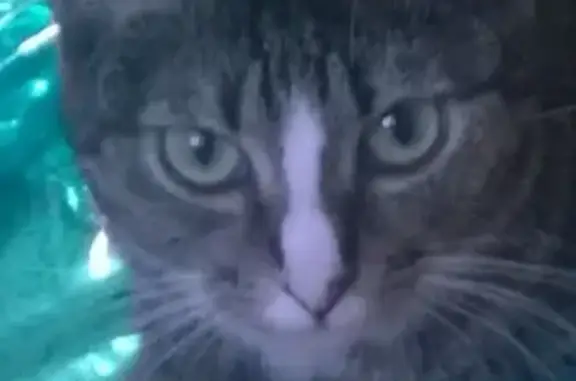 Пропала кошка Чуви в Петрозаводске, Республика Карелия