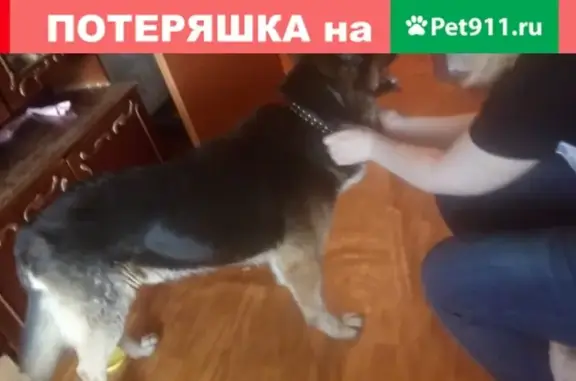 Найдена собака на Очаковском шоссе, Москва