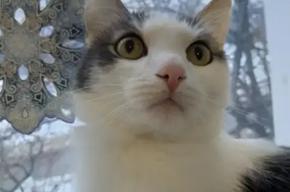 Кошки потеряшки, Киров, фото: Потеряшка кошка 