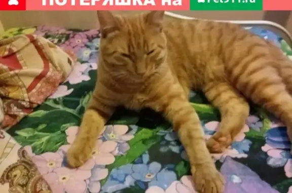 Пропал кот Кузя на ул. Ломоносова, Северодвинск