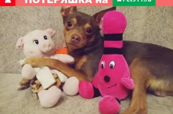 Пропала собака Тёма в Волгодонске
