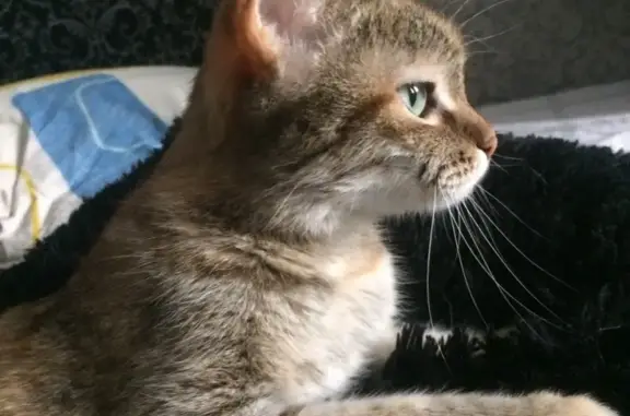 Кошки потеряшки, Новосибирск, фото: Потеряшка кошка Соня на Красном проспекте