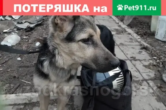 Найдена собака на площадке в Красногорске