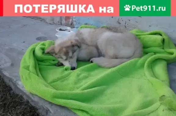Найдена собака на ул. Цоя 17 в Ноябрьске
