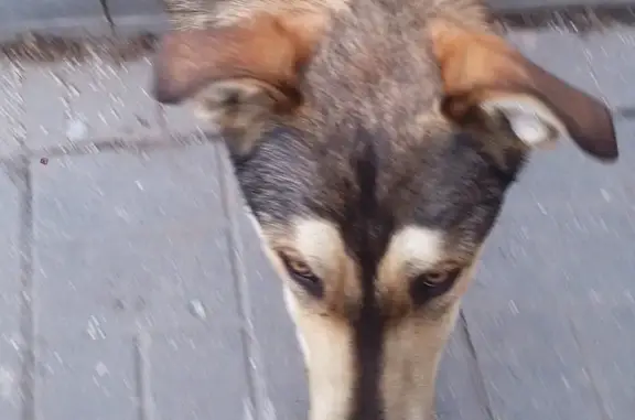 Найдена собака в Москве, ищем старых хозяев!
