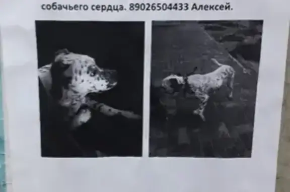 Собака найдена возле ТЦ 