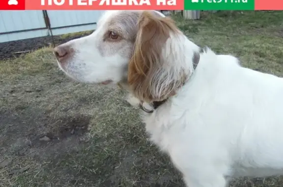 Пропала собака в районе озера Бабье, Новодвинск