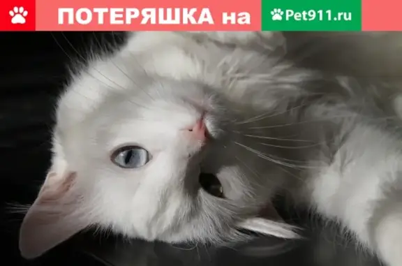 Пропала белая кошка Турецкая Ангора по адресу ул. Героев Самотлора, 21.