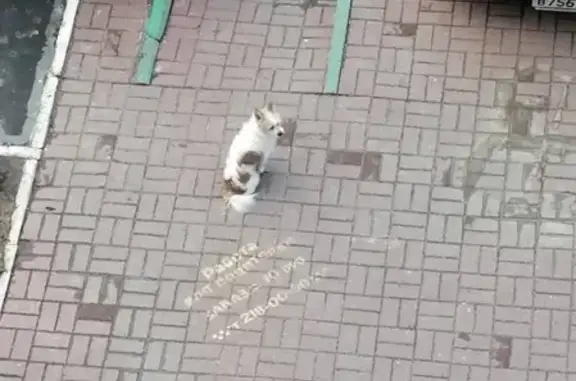 Найден бело-рыжий пёсик в Нижнем Новгороде