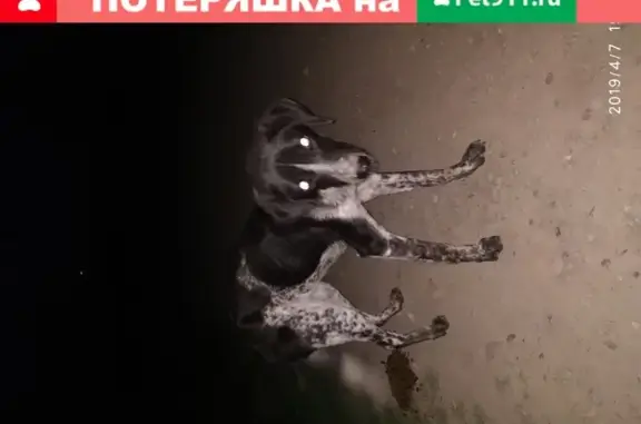 Найдена собака в Краснодарском крае, пятнистая с ошейником