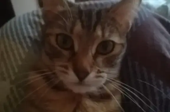 Кошки потеряшки, Москва, фото: Потеряшка кошка на улице Маршала Голованова, 11