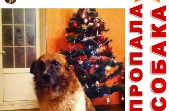 Пропала собака Болто в Грачёвке, Калужская область