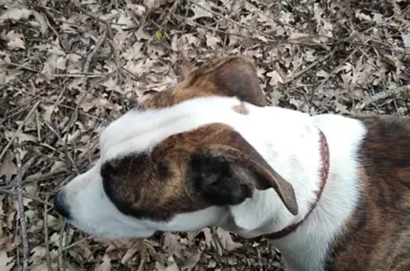 Пропала собака в Пятигорске: стафордширский терьер, 7 мес, пятнистый окрас, вознаграждение гарантировано
