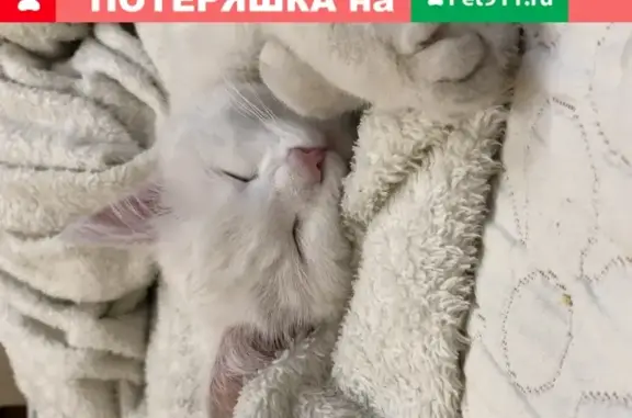 Пропала белая кошка в Королёве, микрорайон Текстильщик
