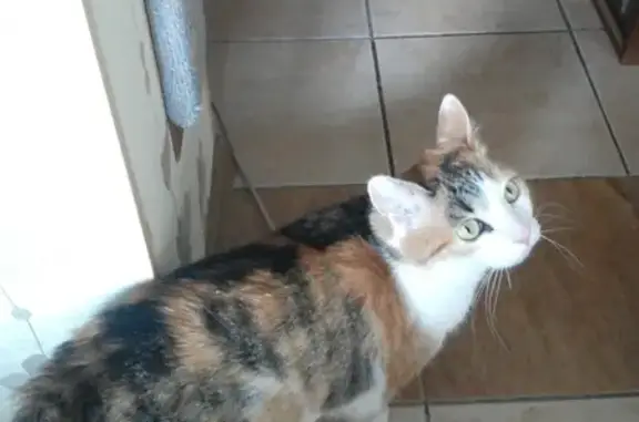 Кошки потеряшки, Москва, фото: Потеряшка рыже-черно-белая кошка, Москва, ул. Академика Варги, 5