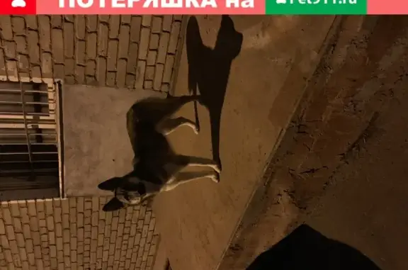 Собака-подросток найдена в Москве на Анадырском проезде.