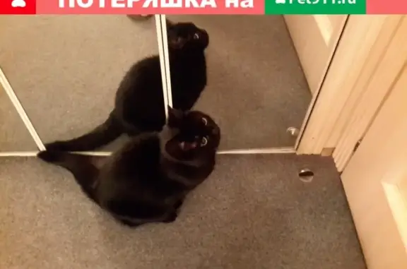 Найдена черная британская кошка, Песочный, ул. Новостроек 64