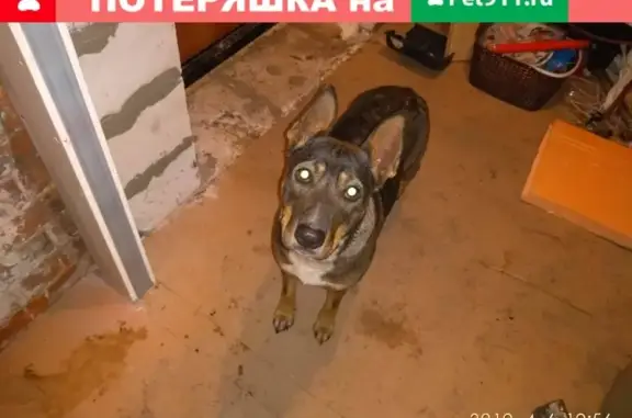 Найдена собака с цепочкой в Городце