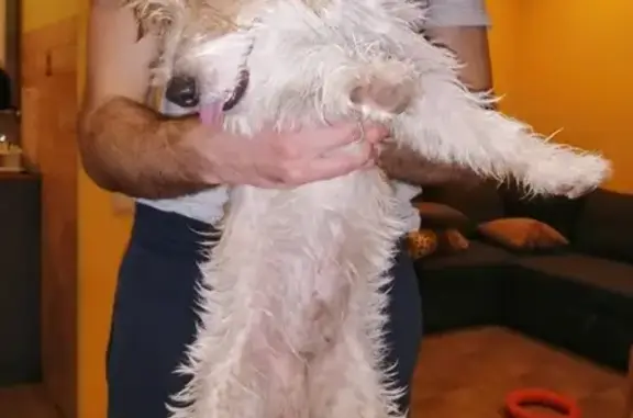 Собака найдена в Апрелевском лесу