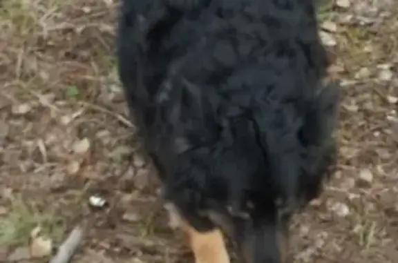 Пропала собака Жуля в Новоуральске