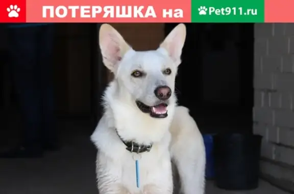 Собаки потеряшки, Нижний Новгород, фото: Потеряшка собака на ул. Свободы 81, Нижний Новгород