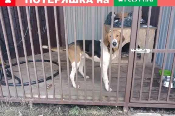Найдена собака в с.Гремячее, Новомосковский район, Тульская область