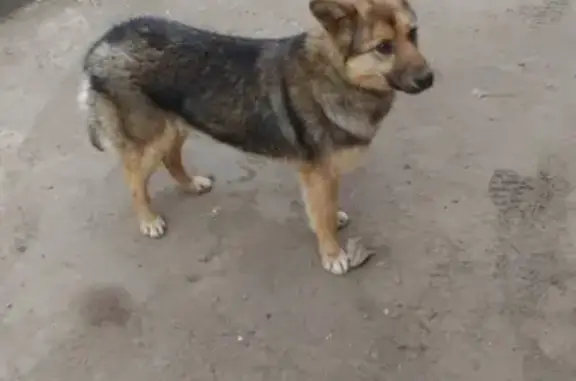 Найдена дружелюбная собака на ул. Курыжова