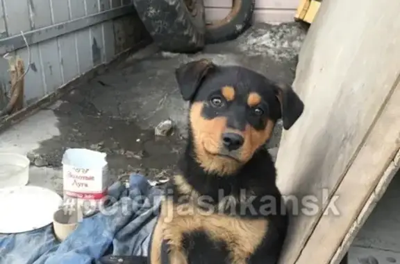 Найдена собака на ул. Волочаевская в Новосибирске