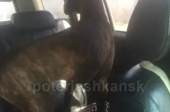 Найдена собака без ошейника в Кудряшах, Новосибирск