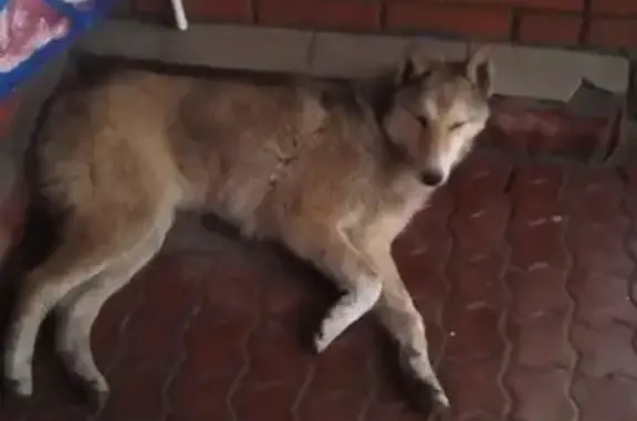 Пропала собака породы лайка в Сызрани