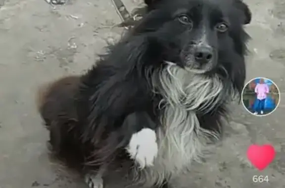 Пропала черно-белая собака на Новостройке, Брянск